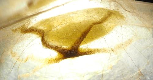 Minacraga sp.